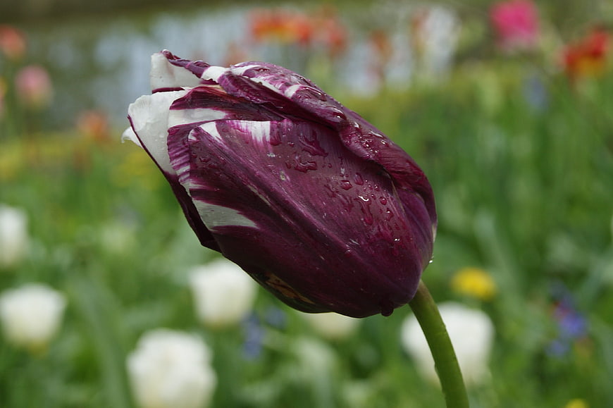Close-up of purple and white tulip with raindrops
