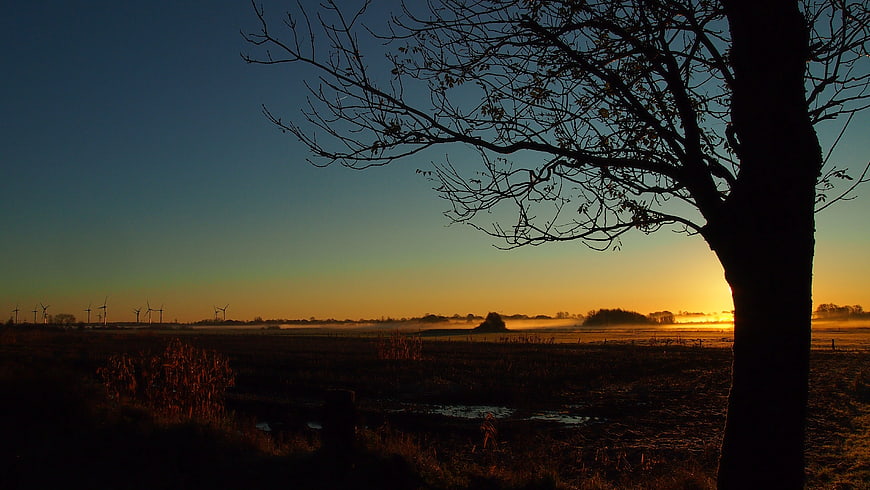 Silhouette of tree against sunrise with wind turbines in distance