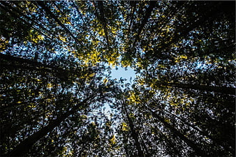 Low angle view of tall pine trees against blue sky