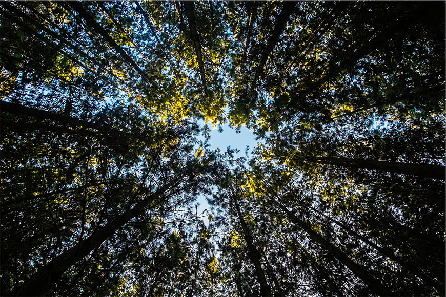 Low angle view of tall pine trees against blue sky
