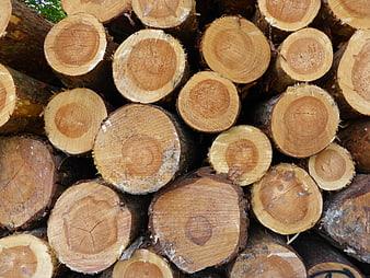 Stack of cut tree logs with visible growth rings
