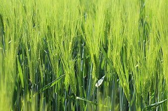 Close-up of vibrant green barley stalks in a sunny field