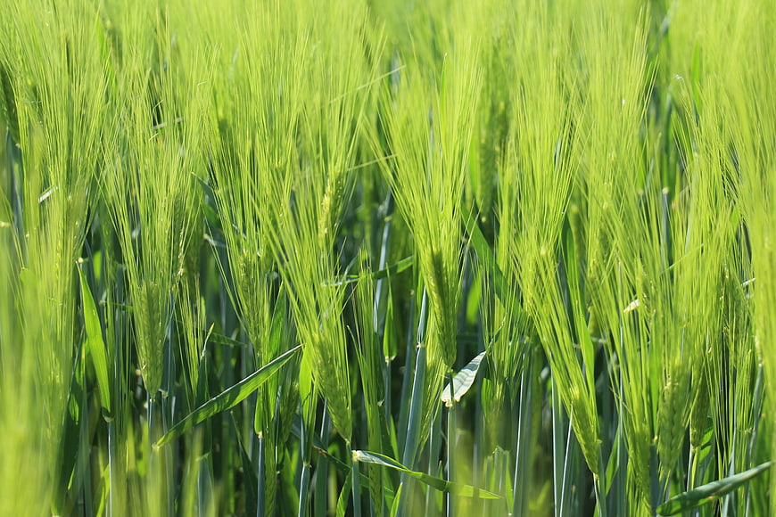 Close-up of vibrant green barley stalks in a sunny field