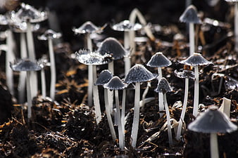 Small Grey Mushrooms Growing in Dark Soil