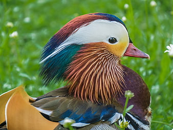 Close-up portrait of a colorful male mandarin duck in a green meadow