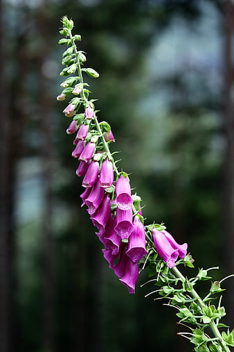 Purple Foxglove Flower Stem in Garden
