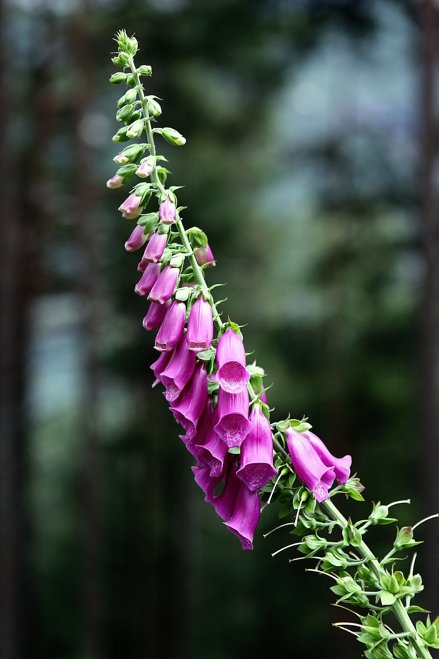 Purple Foxglove Flower Stem in Garden