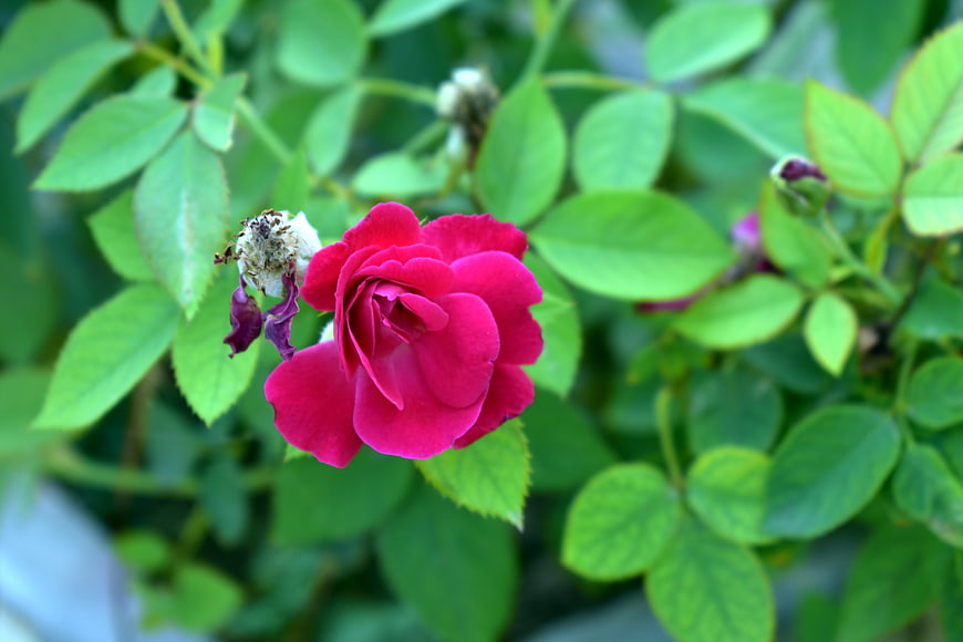 Vibrant Pink Rose Bloom with Green Leaves Background