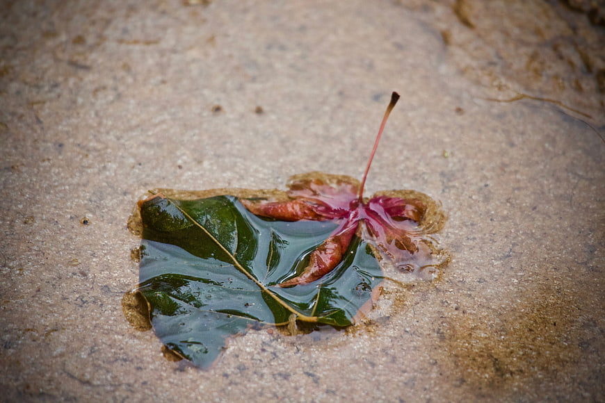 Wet green maple leaf floating in a shallow puddle on pavement