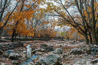 Autumn forest stream with orange leaves and rocks