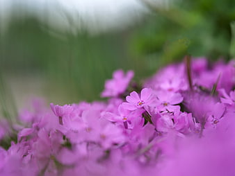 Close-up of pink spring flowers with green bokeh background