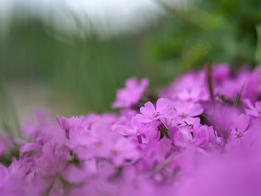 Close-up of pink spring flowers with green bokeh background