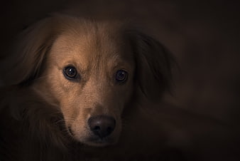 Sad Golden Retriever Puppy Portrait in Dark Moody Lighting
