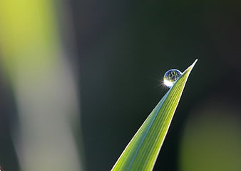 Macro Photography of Dew Drop on Green Grass Blade
