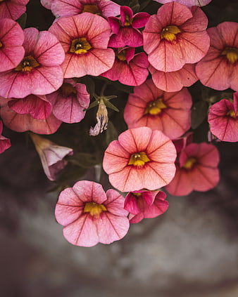 Close-up of vibrant pink petunia flowers with yellow centers