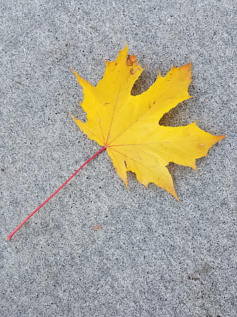 Yellow Maple Leaf on Gray Concrete Background