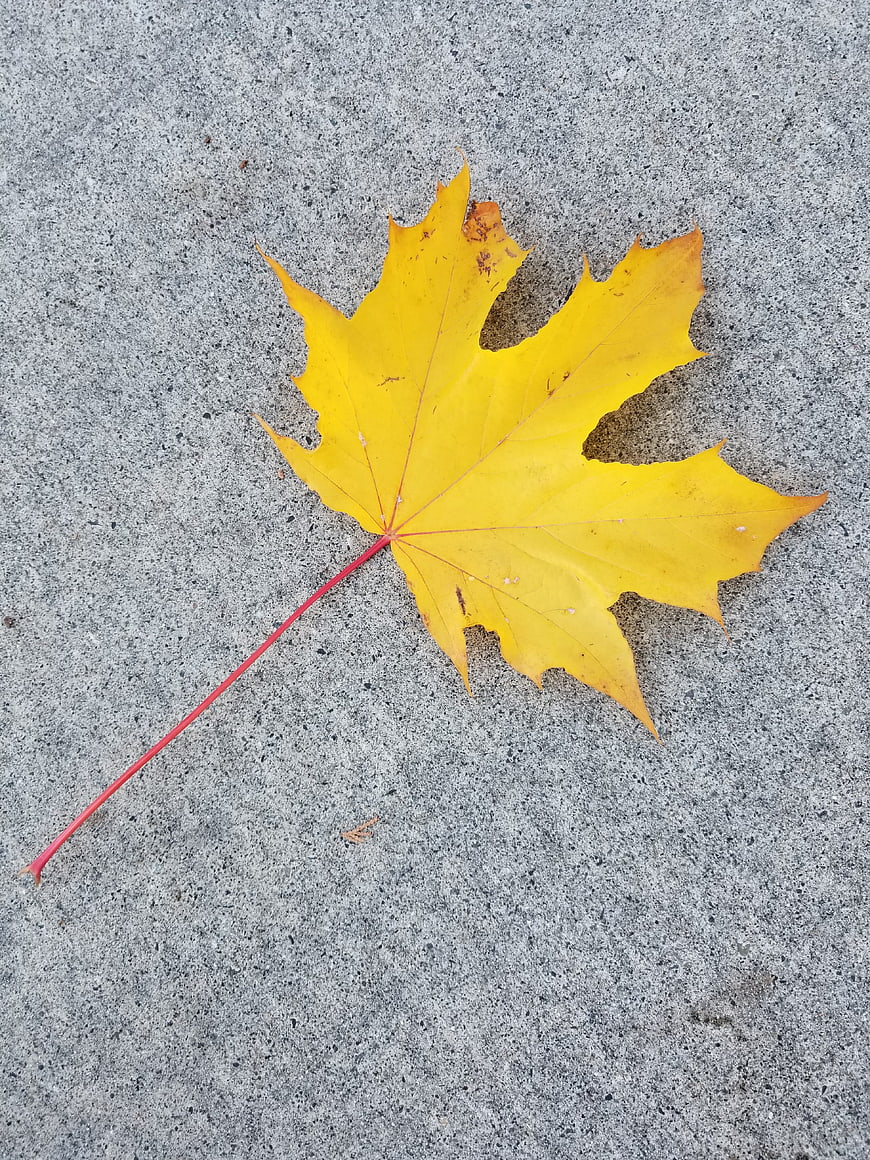 Yellow Maple Leaf on Gray Concrete Background