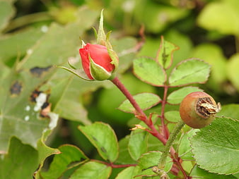 Red rose bud and hip on green stem