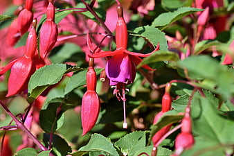 Vibrant Red and Pink Fuchsia Flowers Blooming in Garden