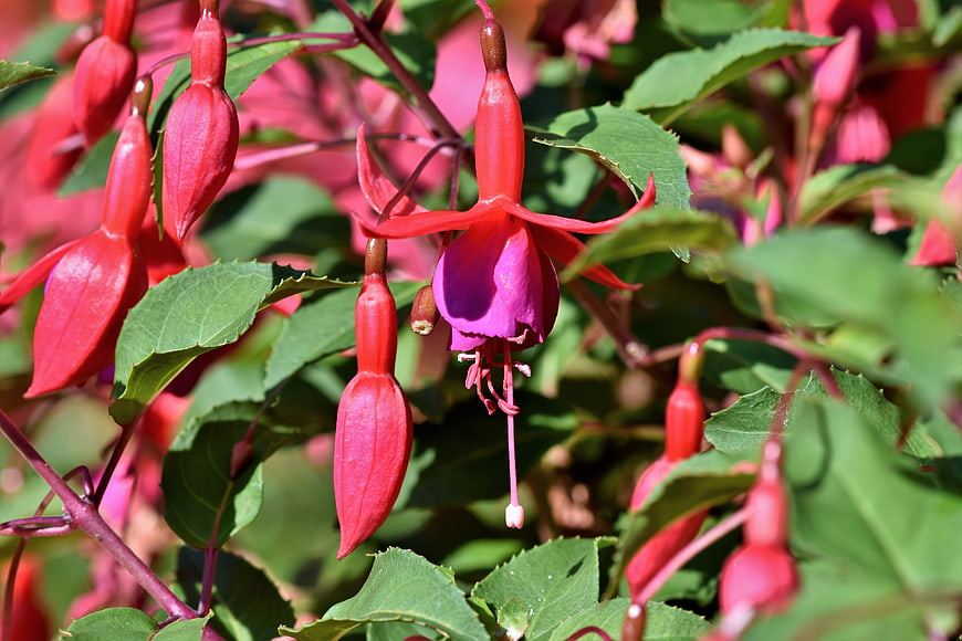 Vibrant Red and Pink Fuchsia Flowers Blooming in Garden