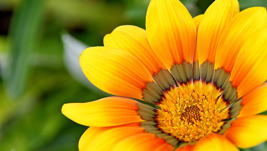 Close-up of vibrant yellow and orange gazania flower