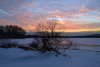 Silhouette of bare tree against vibrant winter sunset over frozen lake