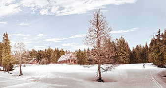 Serene Winter Landscape with Wooden Cabins and Snowy Forest