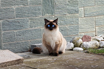 Siamese Cat with Blue Eyes Sitting on Stone Patio