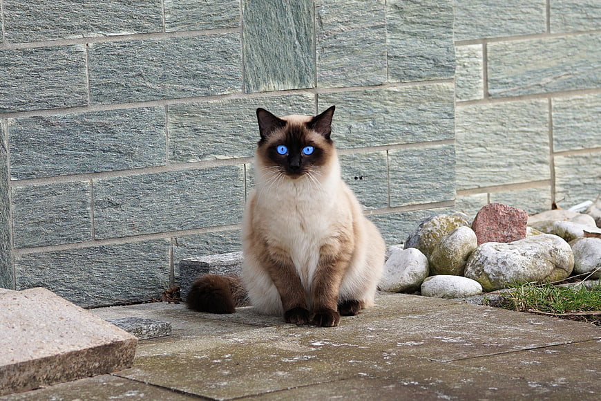 Siamese Cat with Blue Eyes Sitting on Stone Patio