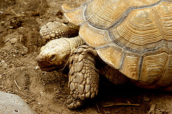 Close-up of a tortoise walking on dry earth