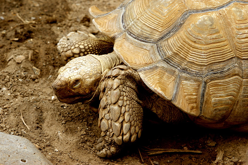 Close-up of a tortoise walking on dry earth