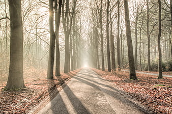 Sunlit Forest Path with Morning Mist and Long Shadows