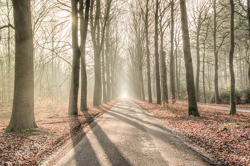 Sunlit Forest Path with Morning Mist and Long Shadows
