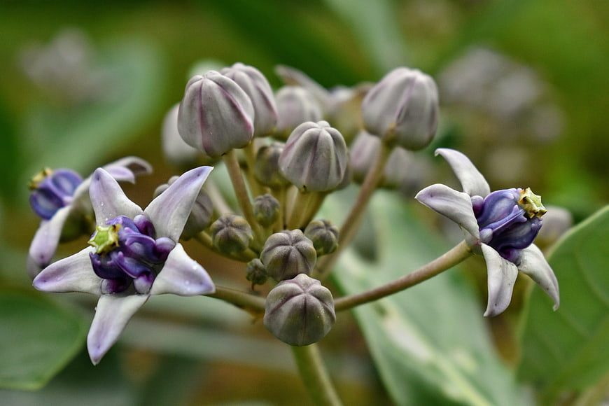 Close-up of purple and white milkweed flowers with buds