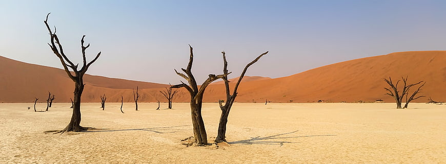 Dead Trees in White Clay Pan with Orange Sand Dunes in Namib Desert