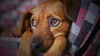 Close-up of a brown dog resting on a plaid blanket