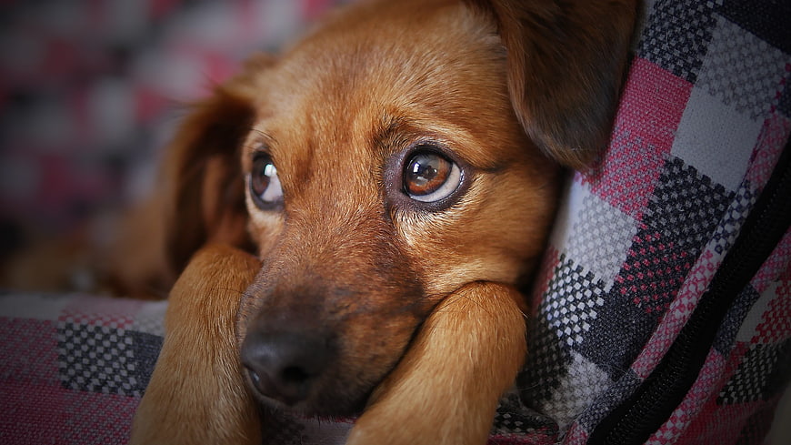 Close-up of a brown dog resting on a plaid blanket