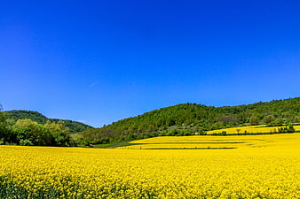 Vibrant Yellow Flower Field With Green Hills And Blue Sky