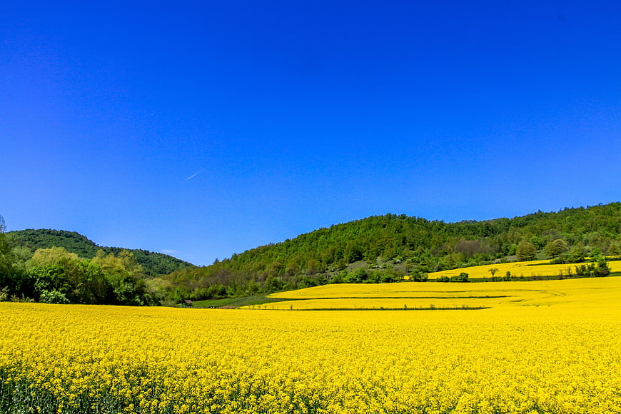 Vibrant Yellow Flower Field With Green Hills And Blue Sky