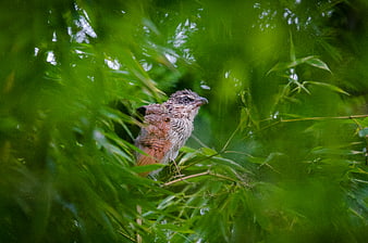 Brown bird perched among green bamboo leaves