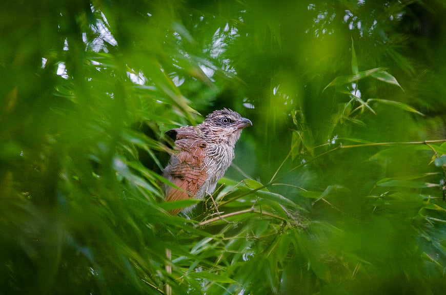 Brown bird perched among green bamboo leaves