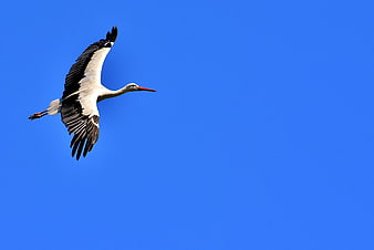 White Stork Flying Against Clear Blue Sky