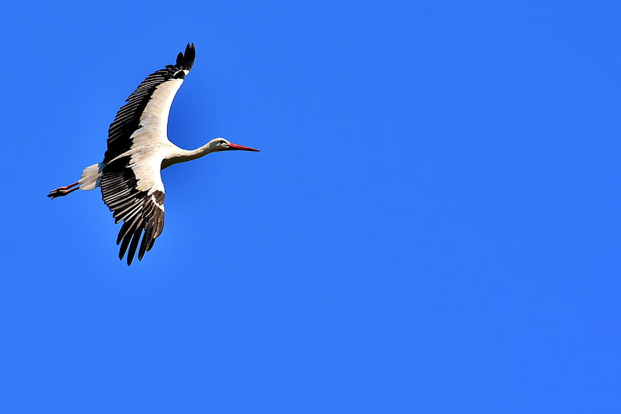 White Stork Flying Against Clear Blue Sky