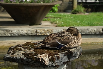 Sleeping female mallard duck resting on mossy stone