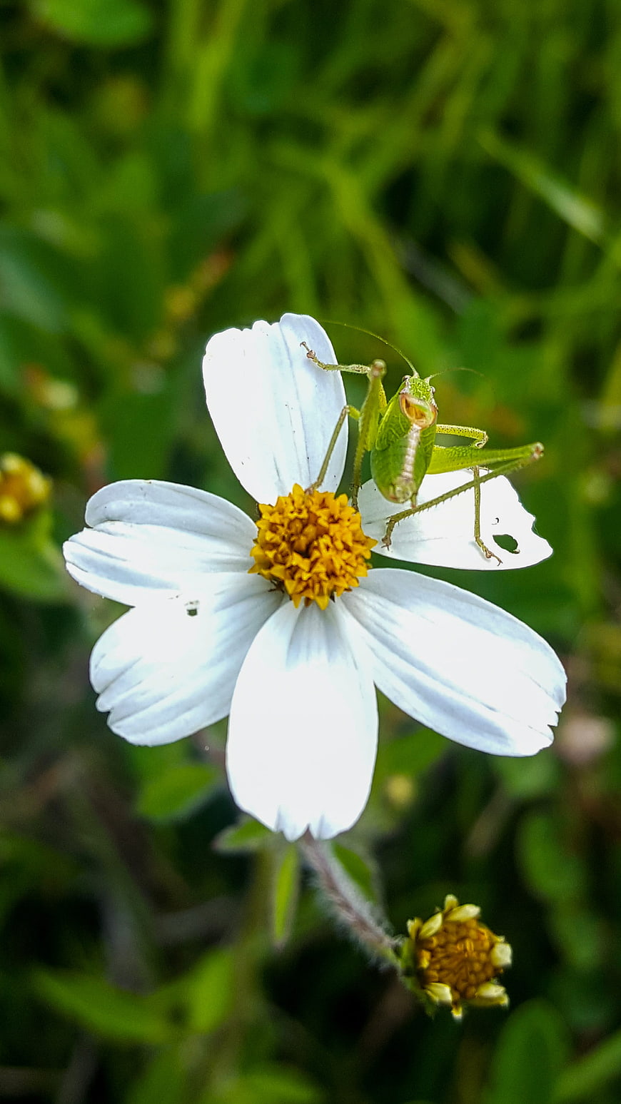 Green Cricket on White Daisy Flower in Nature