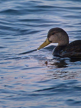 Female Mallard Duck Swimming in Calm Blue Water