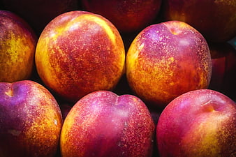 Close-up of ripe nectarines with vibrant red and yellow skin