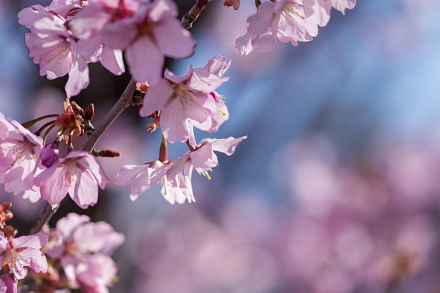 Close-up of pink cherry blossoms on a branch with blue bokeh background