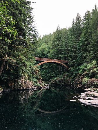 Rustic arched bridge over dark river in lush green forest