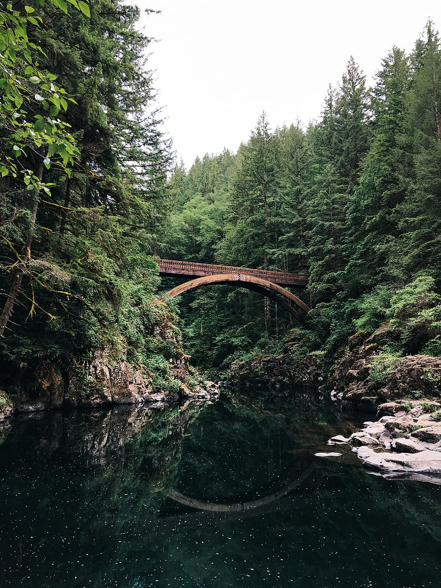 Rustic arched bridge over dark river in lush green forest